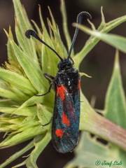 Zygaena sarpedon