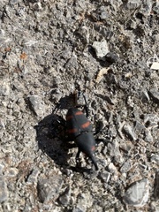 Cactophagus spinolae