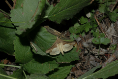 Calyptra thalictri