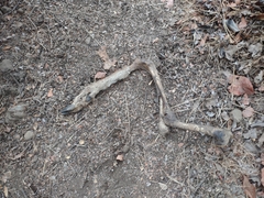 Odocoileus hemionus californicus