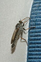 Neomochtherus geniculatus