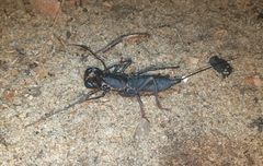 Thelyphonus sepiaris