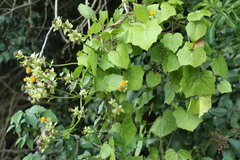 Senecio helminthioides