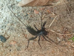 Thelyphonus sepiaris
