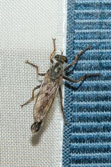 Neomochtherus geniculatus