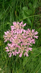 Heracleum austriacum