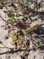 Gymnodiscus capillaris