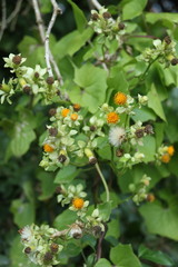 Senecio helminthioides