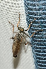 Neomochtherus geniculatus