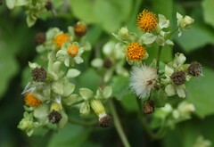Senecio helminthioides