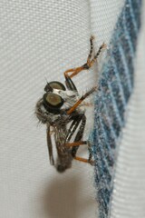 Neomochtherus geniculatus