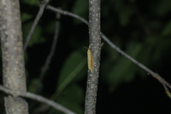 Donacaula forficella