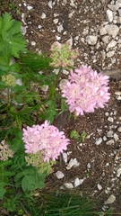 Heracleum austriacum
