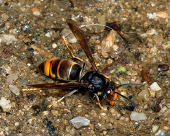 Vespa velutina nigrithorax