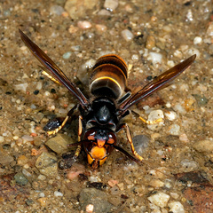 Vespa velutina nigrithorax