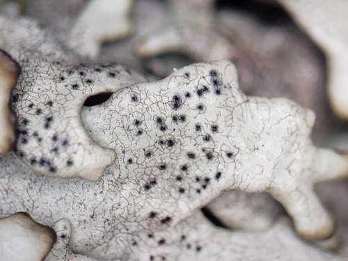 Representative image of Lichenostigmatales