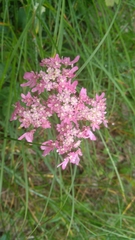 Heracleum austriacum