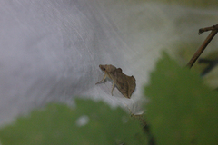 Calyptra thalictri