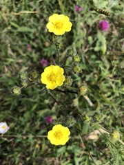 Potentilla