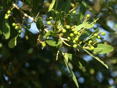 Allophylus natalensis