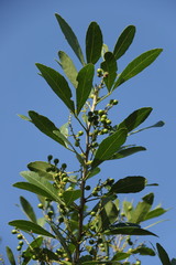 Allophylus natalensis