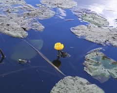 Nuphar lutea