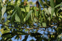 Allophylus natalensis