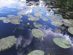 Nuphar lutea