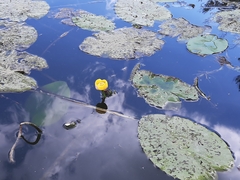 Nuphar lutea