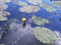 Nuphar lutea
