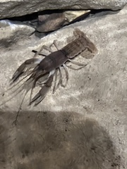 Cambarus tenebrosus