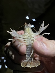 Cambarus tenebrosus