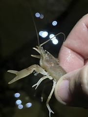 Cambarus tenebrosus