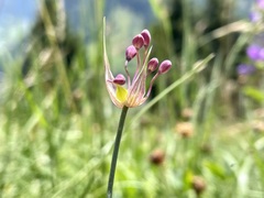 Allium carinatum