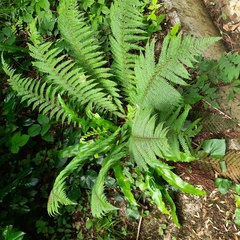 Polystichum setiferum