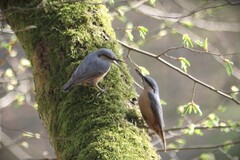 Sitta europaea caesia