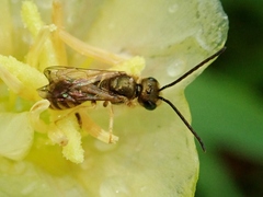 Halictus aerarius
