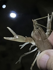 Cambarus tenebrosus