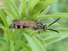 Campsomeriella annulata