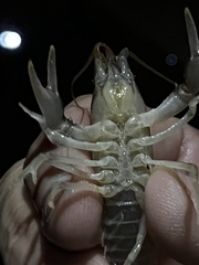 Cambarus tenebrosus