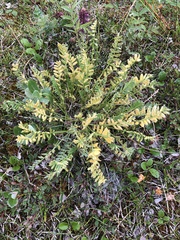Oxytropis maydelliana