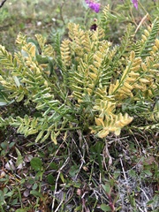 Oxytropis maydelliana