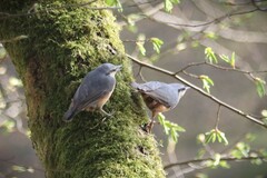 Sitta europaea caesia