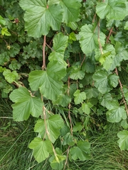 Rubus deliciosus