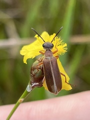 Epicauta batesii