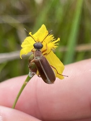 Epicauta batesii