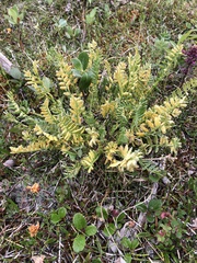 Oxytropis maydelliana