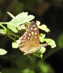 Pararge aegeria