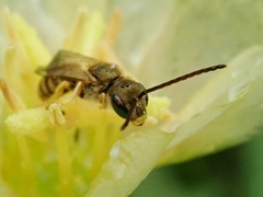 Halictus aerarius