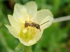 Halictus aerarius